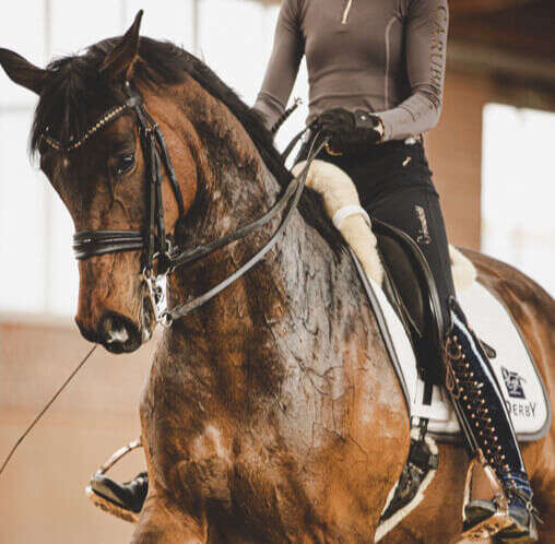 seo vitamine reiten pferd seo vitamine reiten pferd